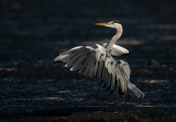 Portrait of a Grey Heron at Tubli bay, Bahrain