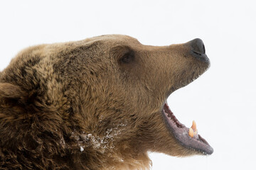 Grizzly Bear closeup