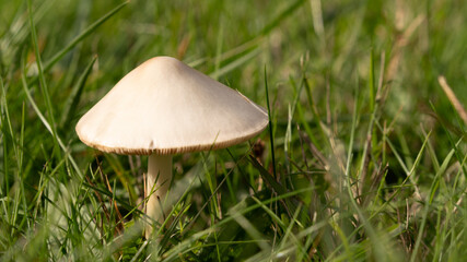 Small white leafy mushroom with a pointed hat in the lawn, in autumn
