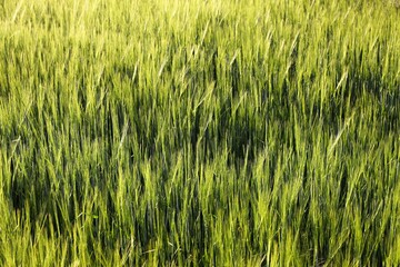 green grass background