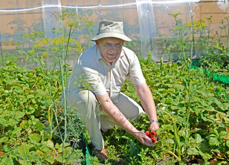 Summer resident collects strawberries in the garden