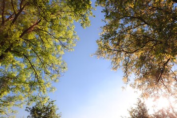 Obraz premium trees and sky