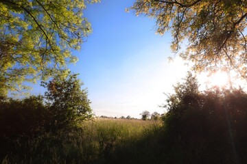 sunset in the forest