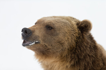 Fototapeta premium Grizzly Bear closeup