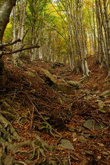 Mountain valley during sunrise. Natural summer landscape