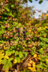 Wild Blackberries ripe grows on the bush. Berry background.