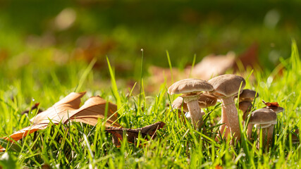 
Nice gathering of oyster mushrooms, beige mushrooms, in the lush grass, among the autumn leaves