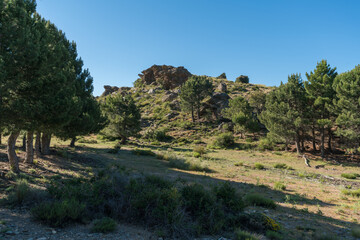 Fototapeta na wymiar Pine forest in Sierra Nevada