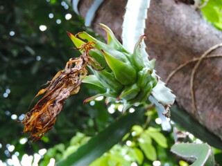 dried dragon fruit flower