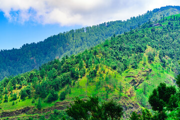 Naklejka premium Forested autumn mountain slope with the evergreen conifers and alpine grass land in a scenic landscape of folded mountains of Himalayas at Himachal Pradesh, India.