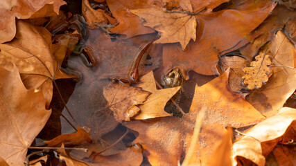 
Frog in the stream, sheltered under the autumn leaves, with ocher hues