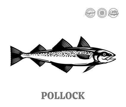 Vector pollock fish illustration isolated on a white background