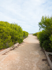 Obraz premium Path towards the sea. Surrounded by pine trees. Very peaceful and holiday atmosphere. Vertical shot.