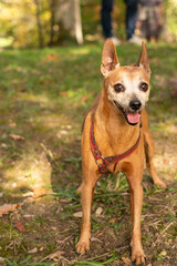 Portrait of a beautiful red-haired Pinscher dog walking at the park