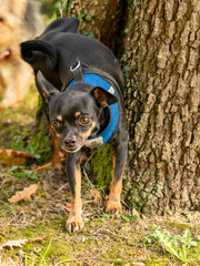 
Cute Chihuahua Pinscher breed dog urinating against a tree trunk