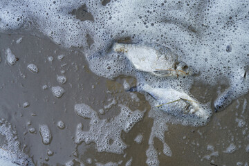 Dead sick fish are thrown on the river bank