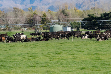 散水機のしたで草を食む牛たち