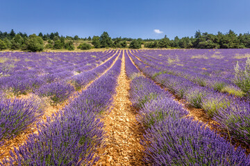 Fototapeta na wymiar Lavender field in Provence, South of France