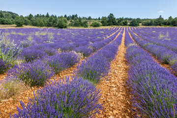 Plakat Lavender field in Provence, France