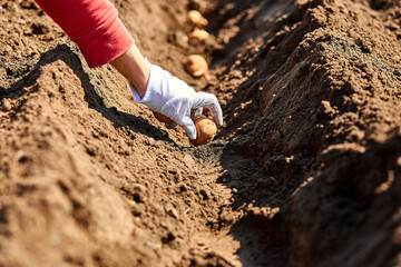 Woman hand planting potato tubers into the ground.