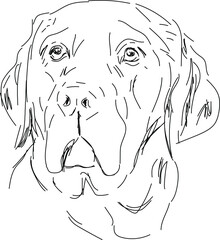 Labrador dog on white background, vector line-art illustration.