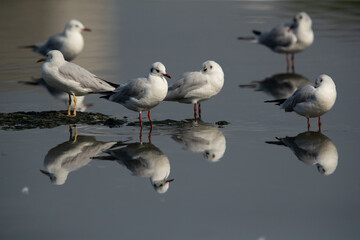 Black-headed gulls and refleciton on water at Tubli bay, Bahrain
