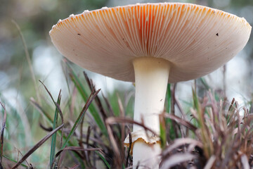 Macro Brown mushroom from low angle in grass