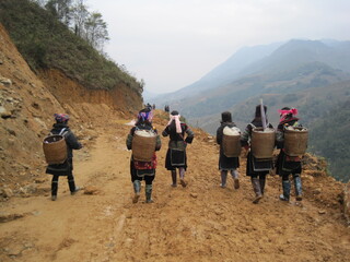 The beautiful rice fields and terraces in the mountain region of Sa Pa in Northern Vietnam, Asia