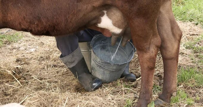 farmer milking a cow with his hands, side view