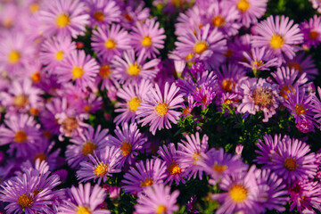 Bright pink asters grow outdoors