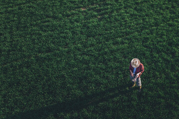 Wheat farmer using drone remote controller in wheatgrass field, aerial