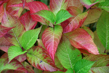 Damp leaves of a hydrangea macrophylla create a background in green and pink tones.