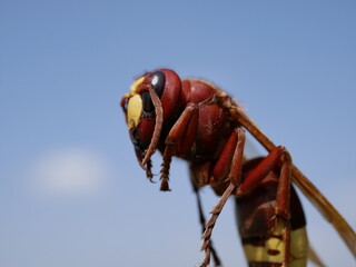 Macrophotograph of a huge Eastern hornet (orientalis Vespa) against a blue sky on a Sunny summer day.