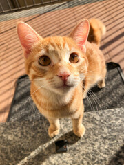 Fototapeta na wymiar Ginger cat looking at the camera 