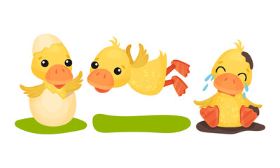 Funny Yellow Duckling Hatching and Crying Vector Set