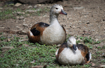 Patos