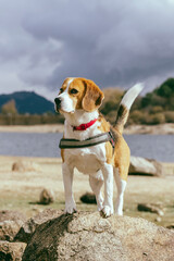 Beagle breed dog, on a large rock looking attentive, during a walk near a lake