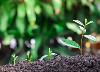 Agriculture and plant grow sequence with morning sunlight and dark green blur background. Germinating seedling grow step sprout growing from seed. Nature ecology and growth concept with copy space.