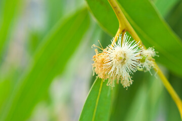 White flower with green bud seed and leaves of eucalyptus tree on branch close-up.