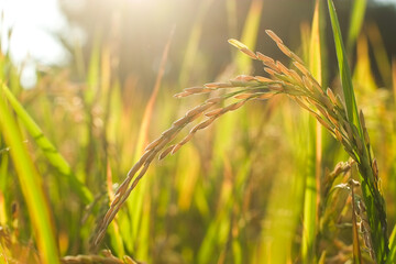 Yellow ears of rice in the agriculture field in evening macro shoot.