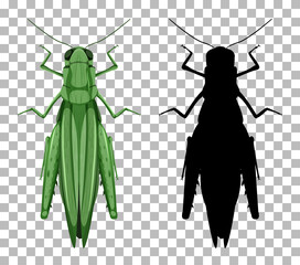 Grasshopper with its silhouette isolated on transparent background