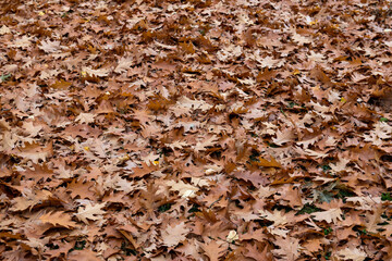 Autumn background of fallen leaves