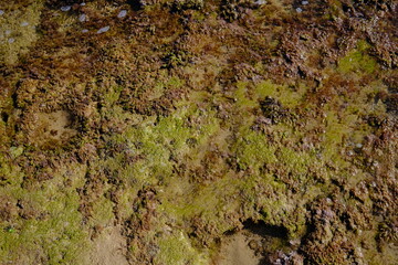 wet lichen detail closeup texture on stone