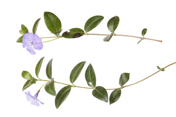 Dwarf periwinkle or Vinca minor branch with blue flowers and green leaves isolated on white background