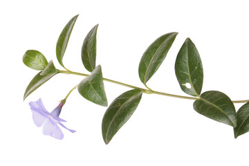Dwarf periwinkle or Vinca minor branch with blue flowers and green leaves isolated on white background
