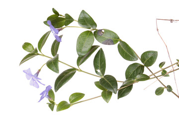 Fototapeta na wymiar Dwarf periwinkle or Vinca minor branch with blue flowers and green leaves isolated on white background