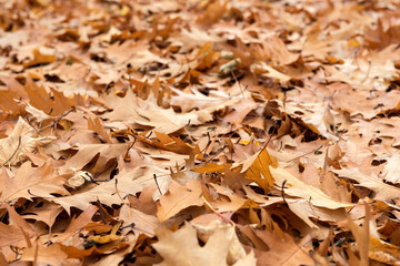 Autumn background of fallen leaves