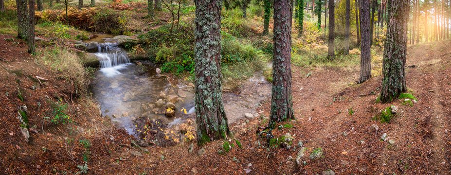 Waterfall between ferns and pine trees inside a forest in autumn. Arroyo de El Espinar in Segovia, Madrid, Sierra de Guadarrama National Park