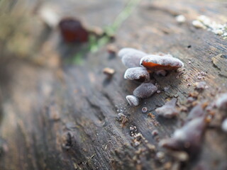 close up of mushrooms in forest
