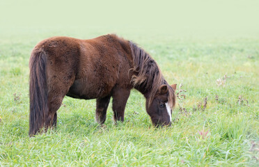 Brown pony/horse standing in a meadow in autumn in Canada